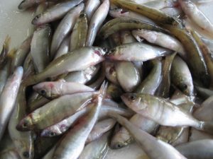 friture de perchots